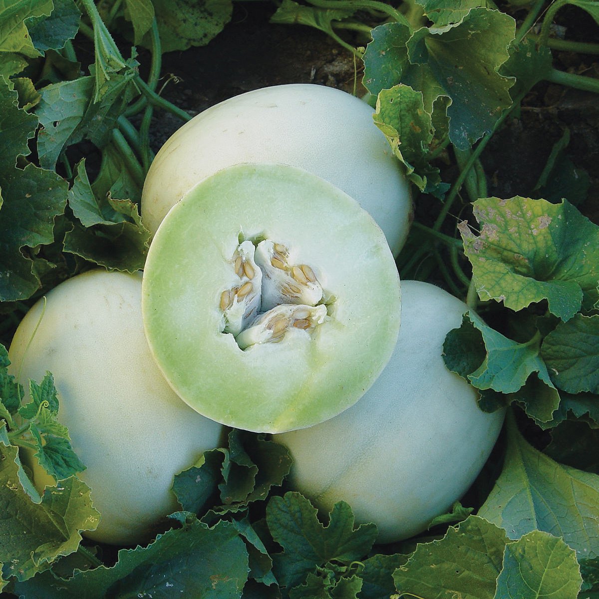 Green Flesh Honeydew Melon from MIgardener, ripe and fresh with vibrant green interior and smooth rind, ready to enjoy.