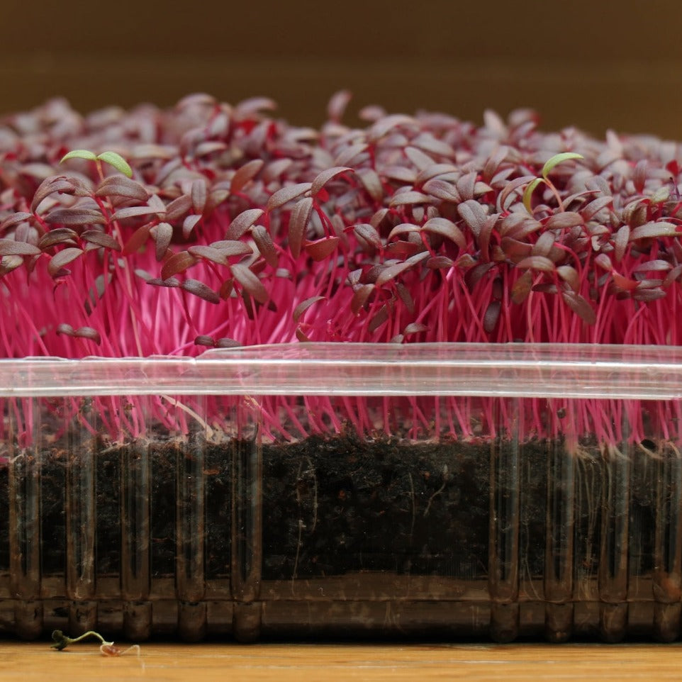 Amaranth Microgreen - 1 Ounce - Blessings Grow Meadows