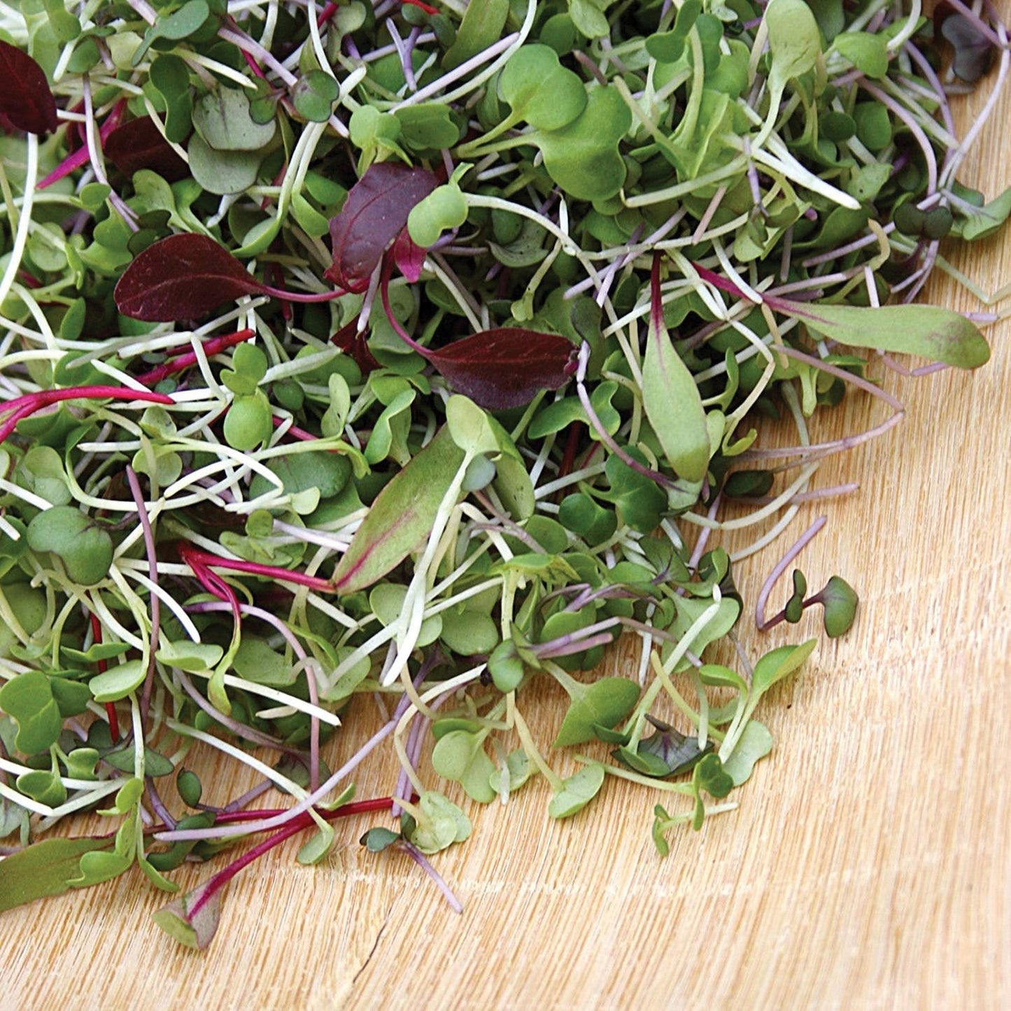 MiGardener Sprout & Microgreen Mix, vibrant microgreens on soil, ideal for fresh salads and garnishes.