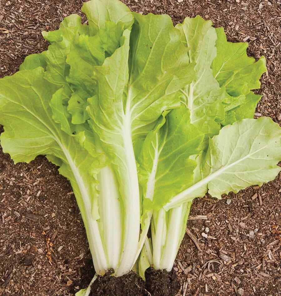 Fresh Tokyo Bekana mustard greens from MIgardener, vibrant leafy vegetable with ruffled green and yellow leaves.