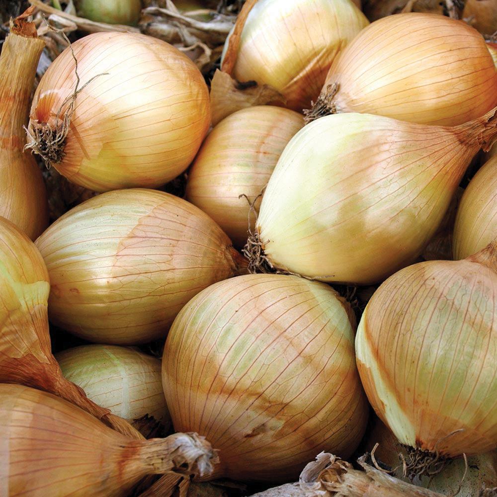 Fresh Ailsa Craig onion from MIgardener, showcasing its round shape and papery skin on a white background.