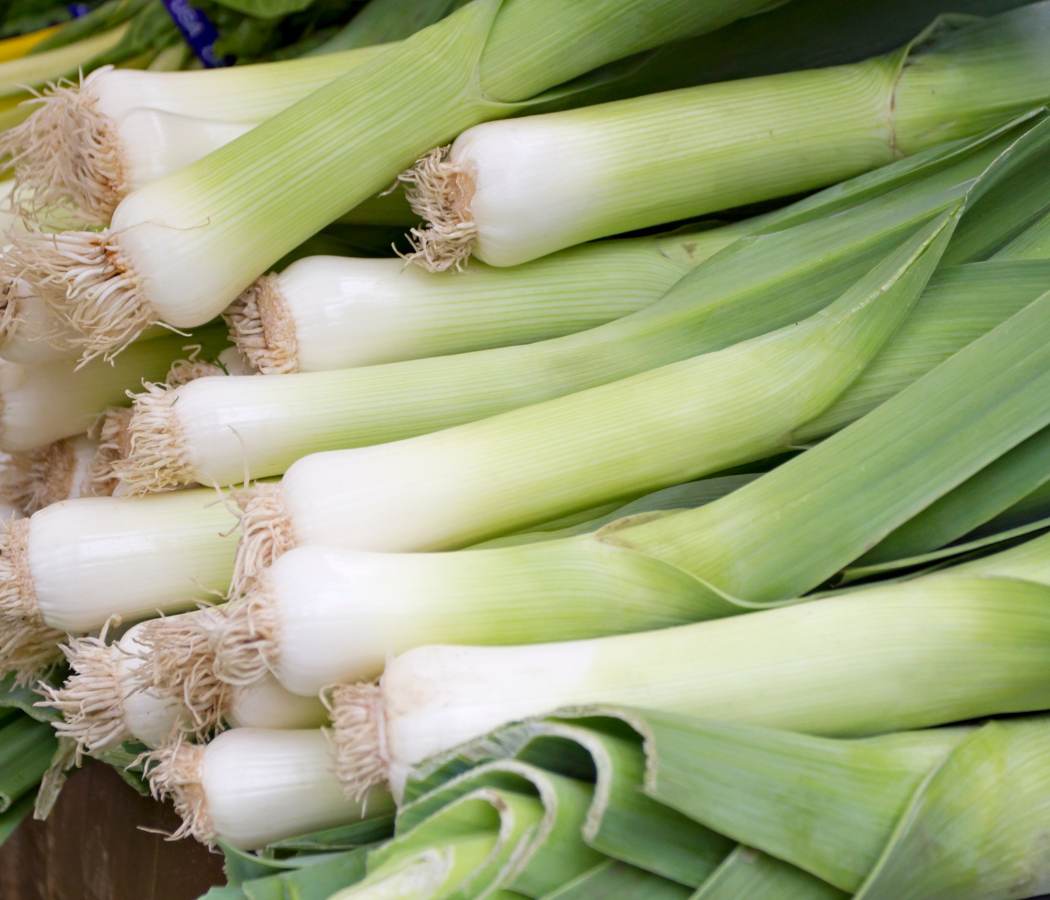Fresh Carentan Leek onion from MIgardener with long green leaves and white bulb, displayed on a white background.