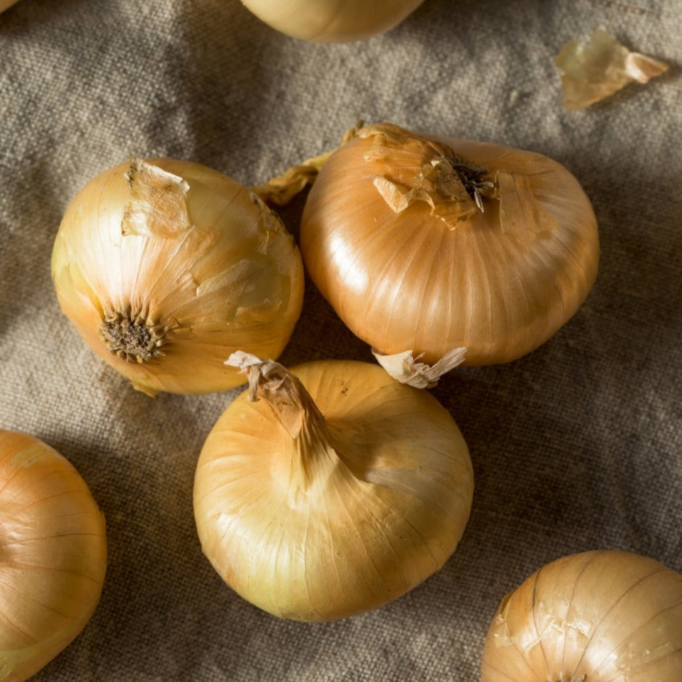 Fresh Cipollini onion from MIgardener, showcasing its small, round shape with smooth, light brown skin and crispy texture.