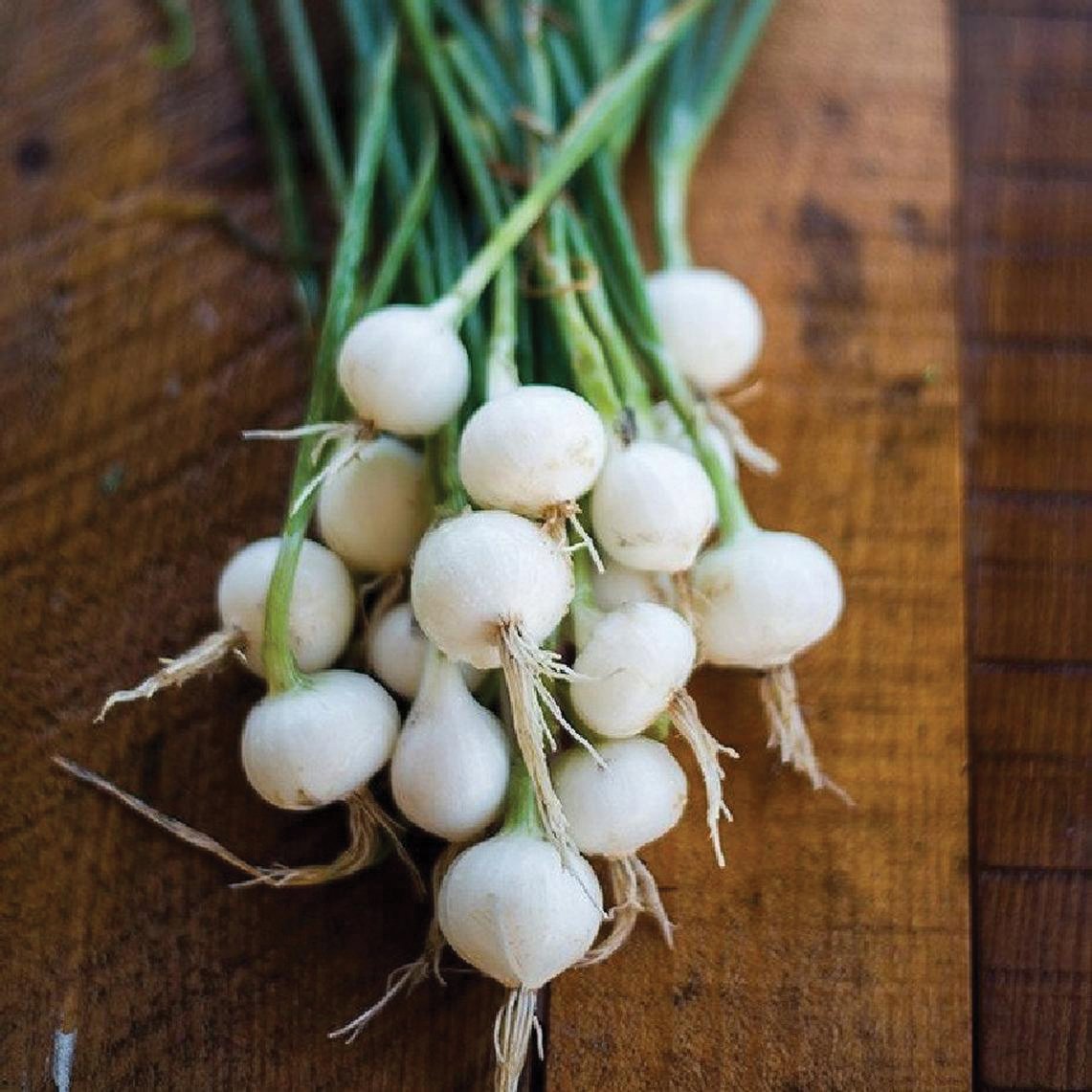 Fresh Crystal White Wax Pickling Onion from MIgardener, showcasing its round shape and smooth white skin.