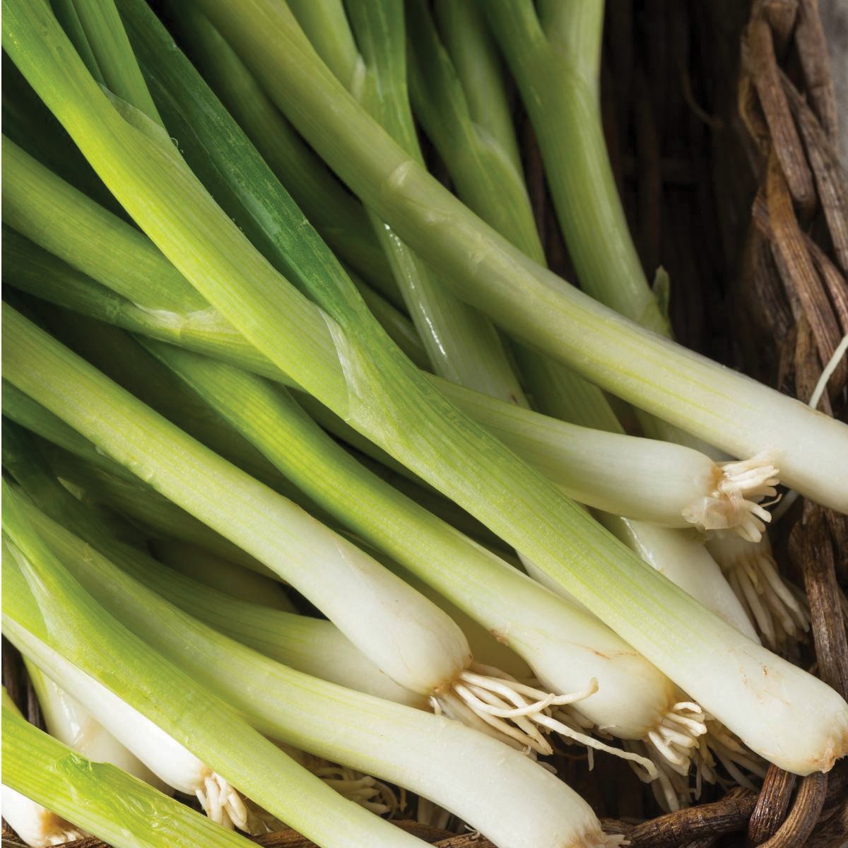 Fresh Nebuka Evergreen Bunching Onion from MIgardener, showing green stalks and white bulbs, ideal for salads and cooking.