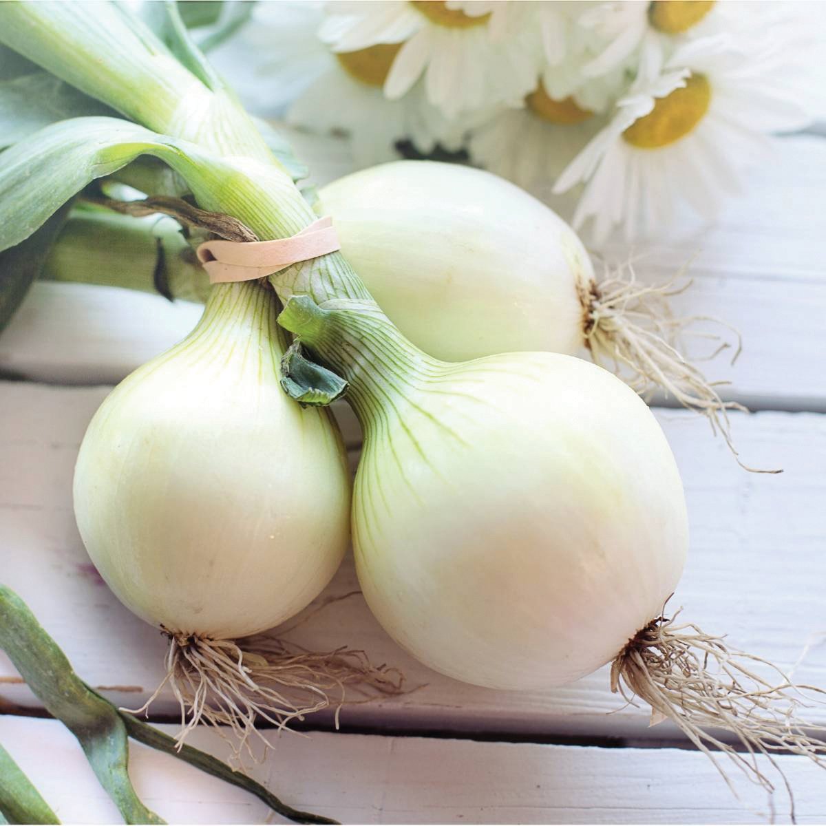 Fresh MIgardener Pompeii Onion with multiple bulbs and green stems, showcasing healthy, mature onions ready for harvest.