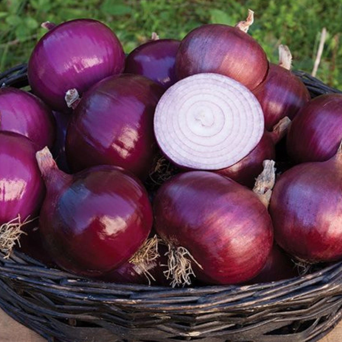 Red Geneva Onion by MIgardener, fresh red onion with smooth skin and vibrant color, displayed in a natural setting.