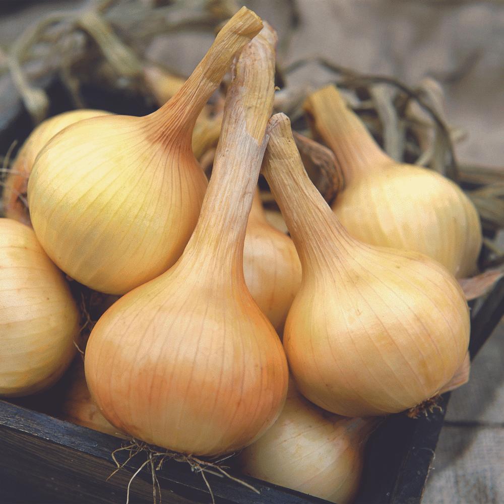 Fresh Walla Walla onion from MIgardener, showcasing its large, round shape and smooth, light brown skin.