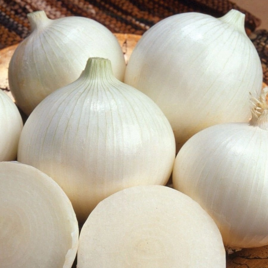 White Sweet Spanish Onion from MIgardener, fresh onion with smooth white skin and rounded shape, ideal for salads and cooking.