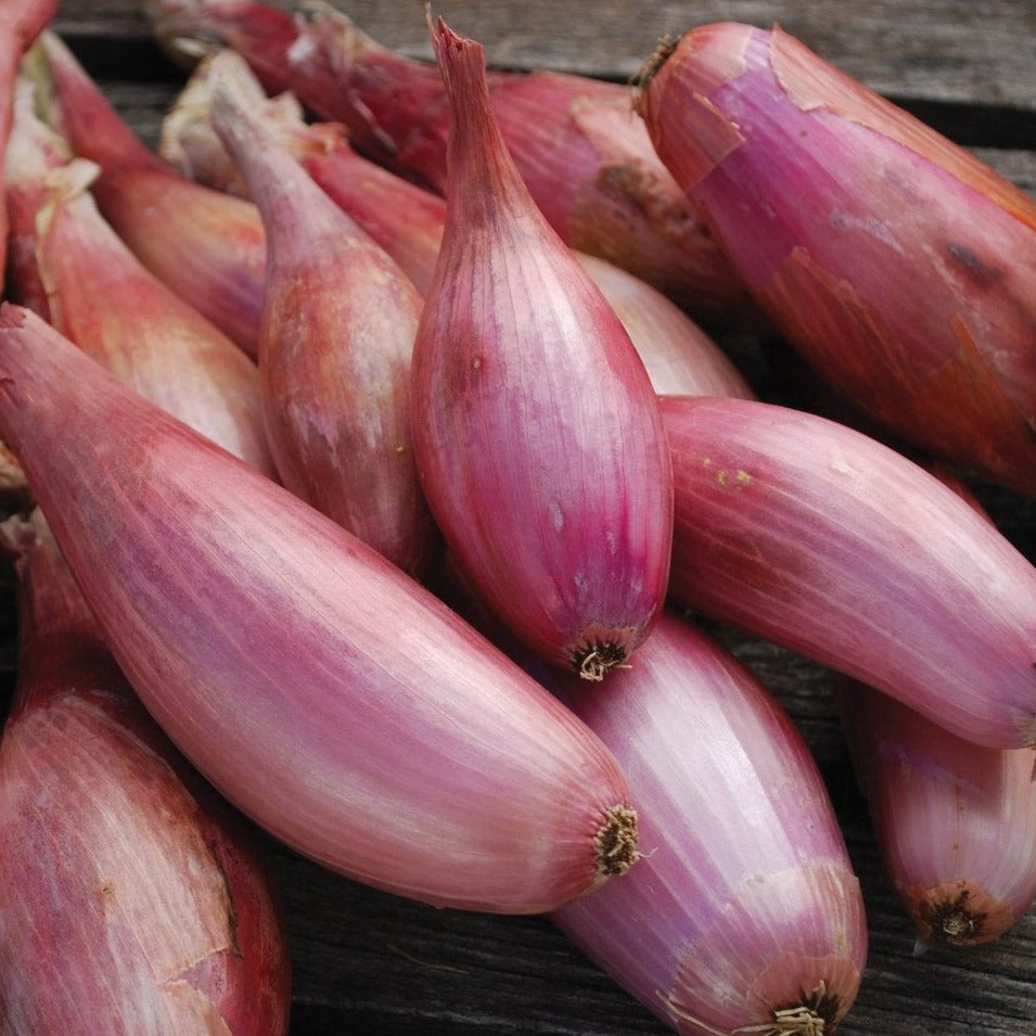 Fresh Zebrune Shallot onion from MIgardener, with papery skin and purple streaks, ready for cooking or garnishing.