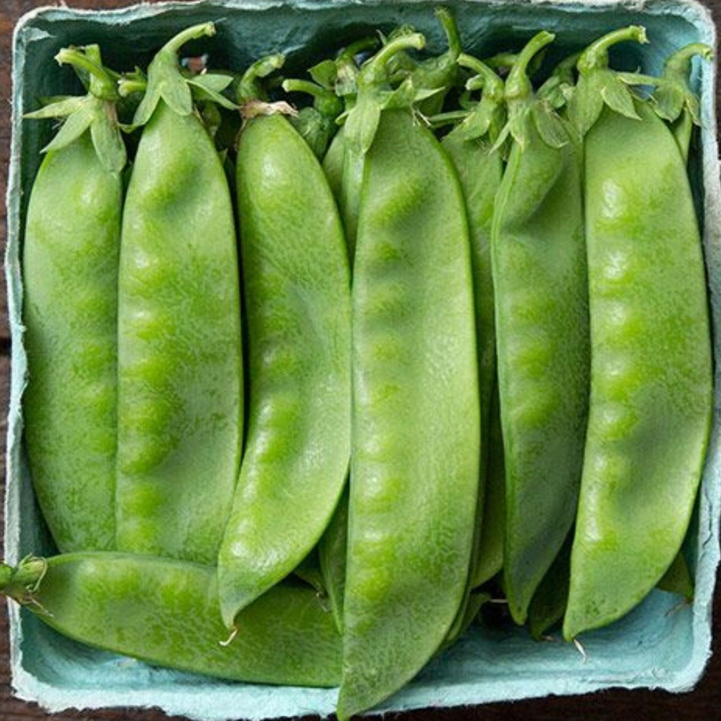 Green Avalanche Pea from MIgardener, fresh and vibrant with smooth pods, suitable for garden planting and home harvesting.