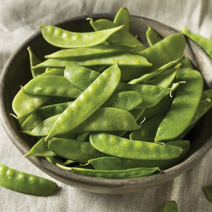 Mammoth Melting Snow Pea from MIgardener, fresh green pea pod with peas inside, ready for harvest.