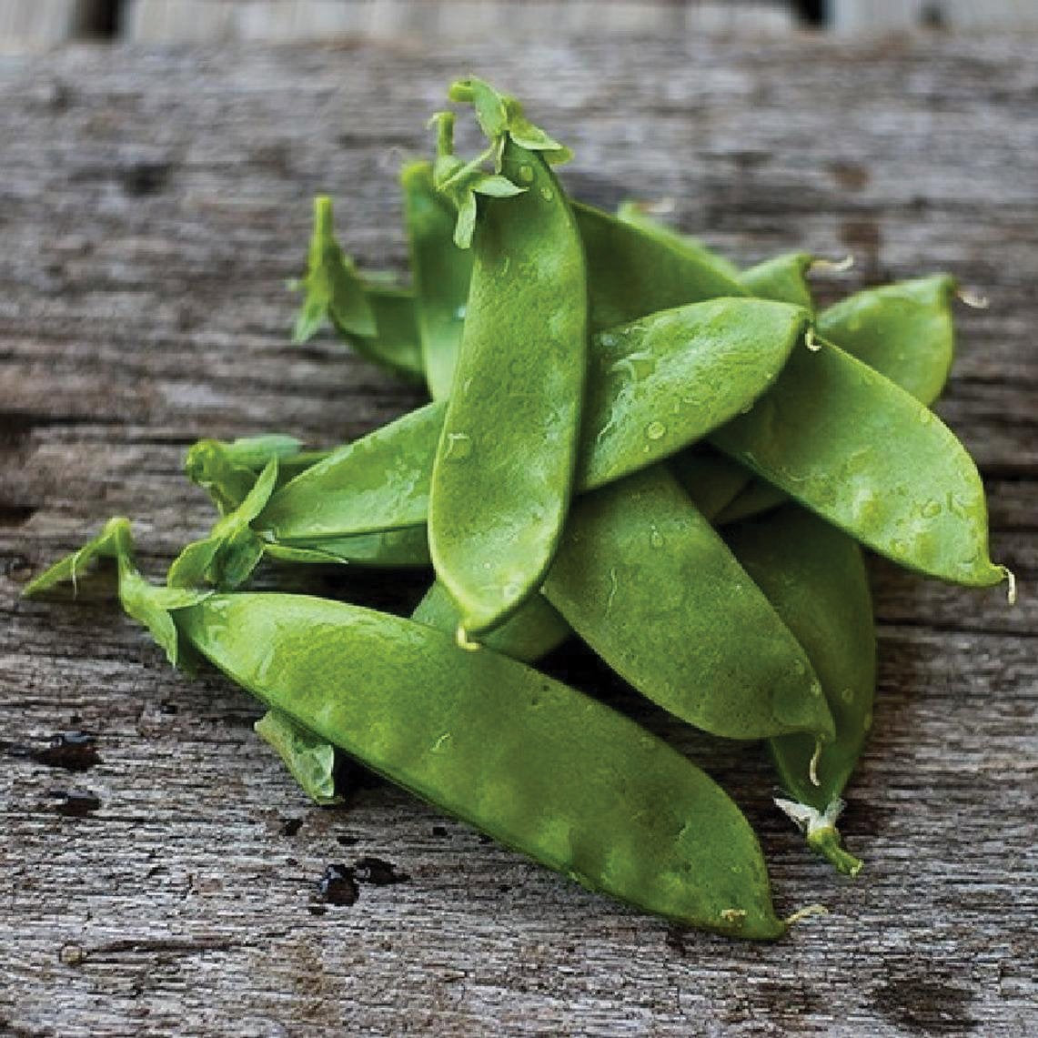 Oregon Giant Pea by MIgardener, fresh green pea pod with multiple peas visible, showcasing large size and vibrant color.