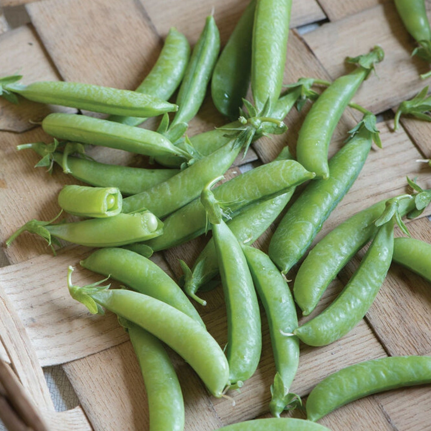 Sugar Anne Pea - Blessings Grow Meadows