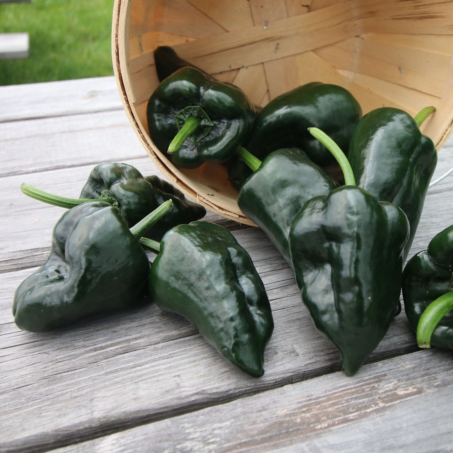 Ancho Grande (Poblano) pepper from MIgardener, large green pepper with smooth skin and a slightly tapered shape.