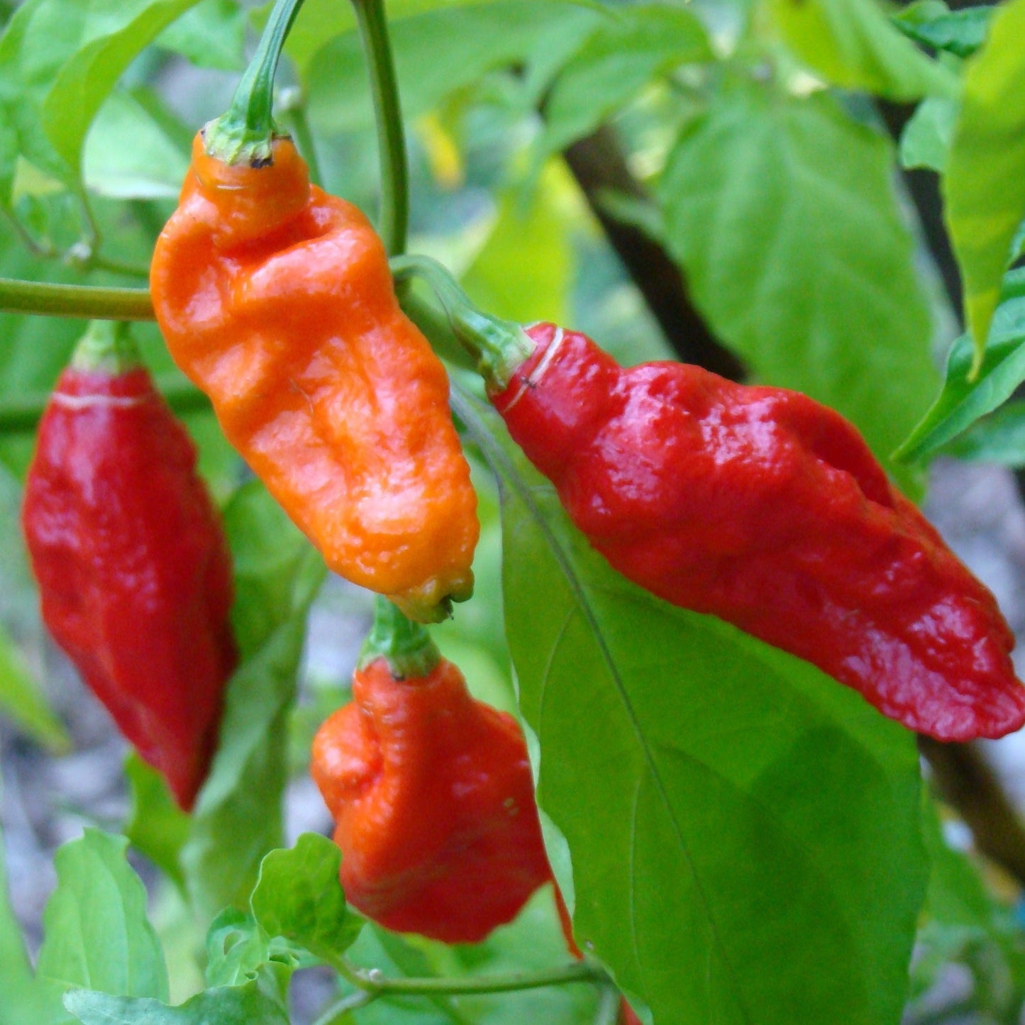 Fresh Bhut Jolokia Ghost Pepper from MIgardener, showcasing vibrant, fiery red chili peppers on the plant.
