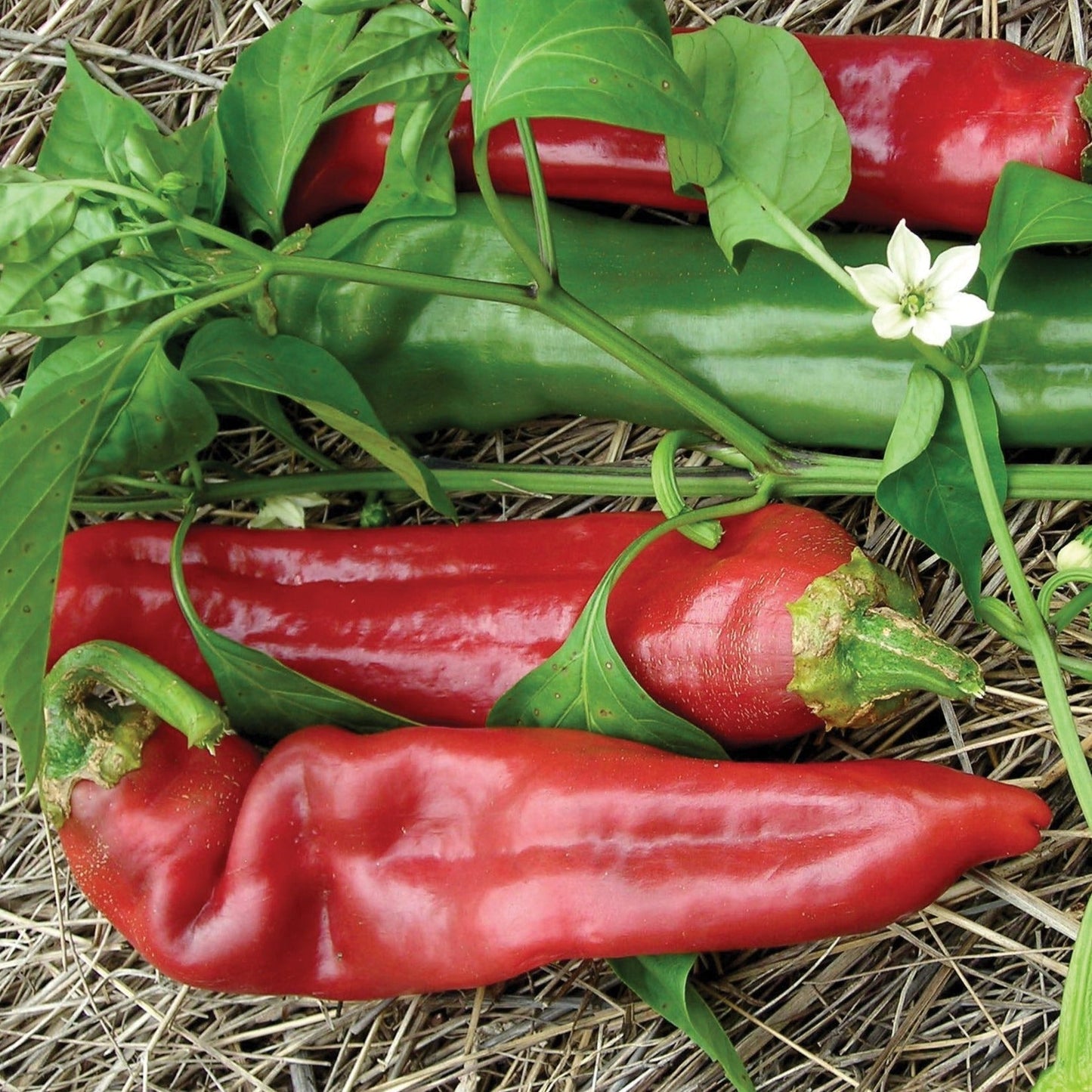 Big Jim pepper from MIgardener, fresh green pepper with smooth skin and elongated shape, ready for harvest.