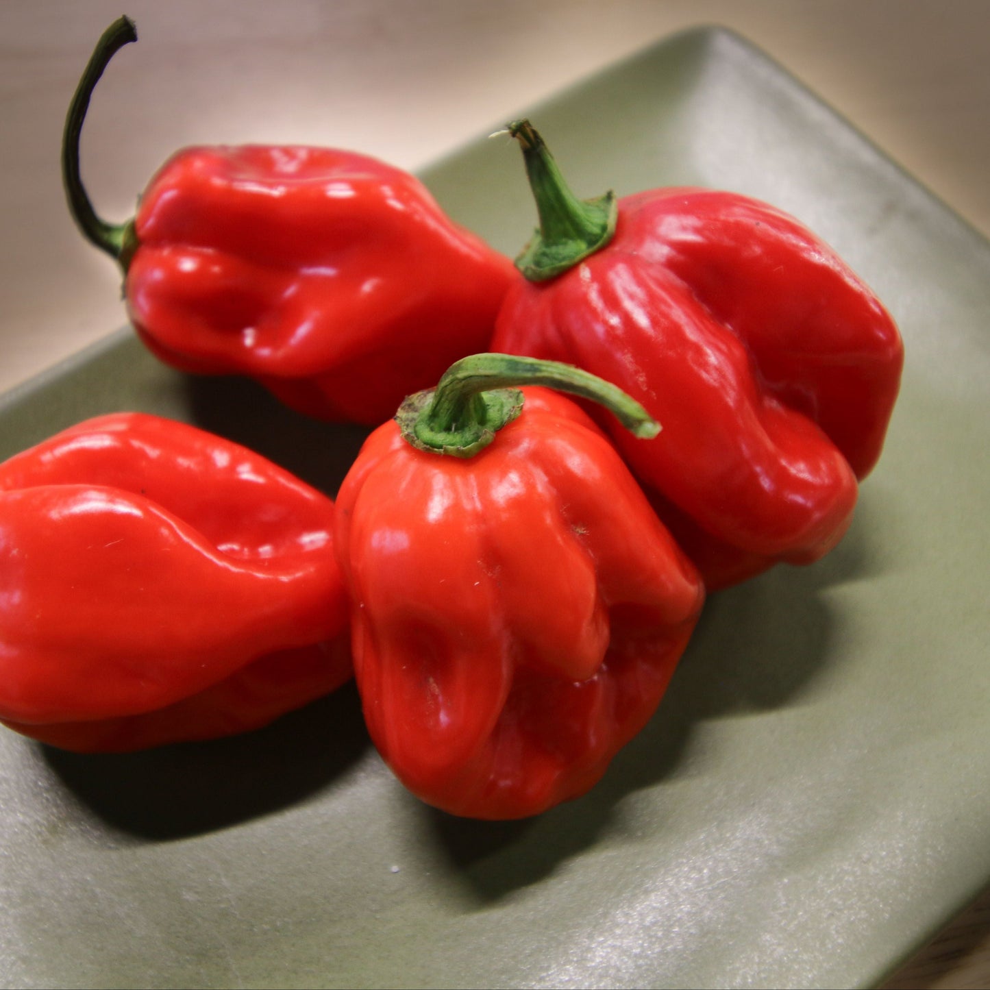 Caribbean Red Habanero Pepper - Blessings Grow Meadows