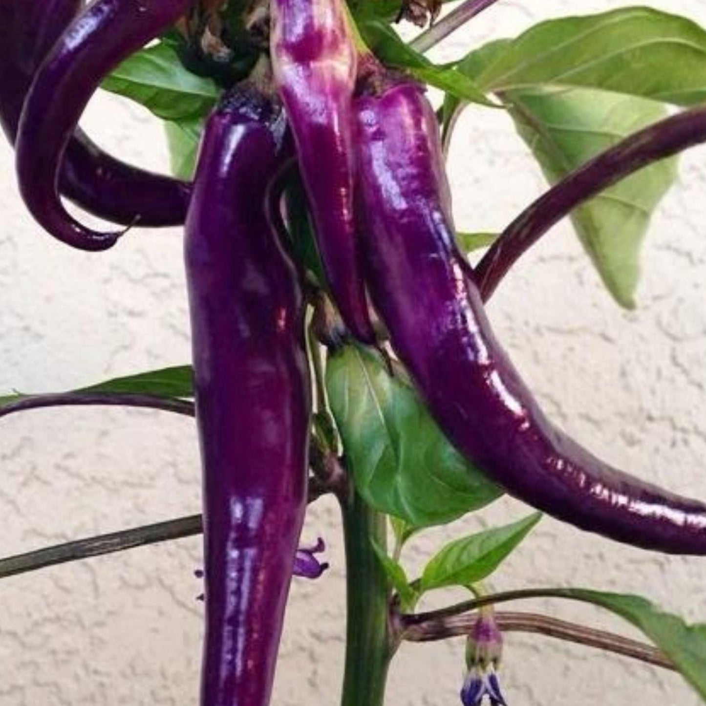 Purple cayenne pepper from MIgardener, vibrant and elongated, shown growing on the plant with green stems and leaves.