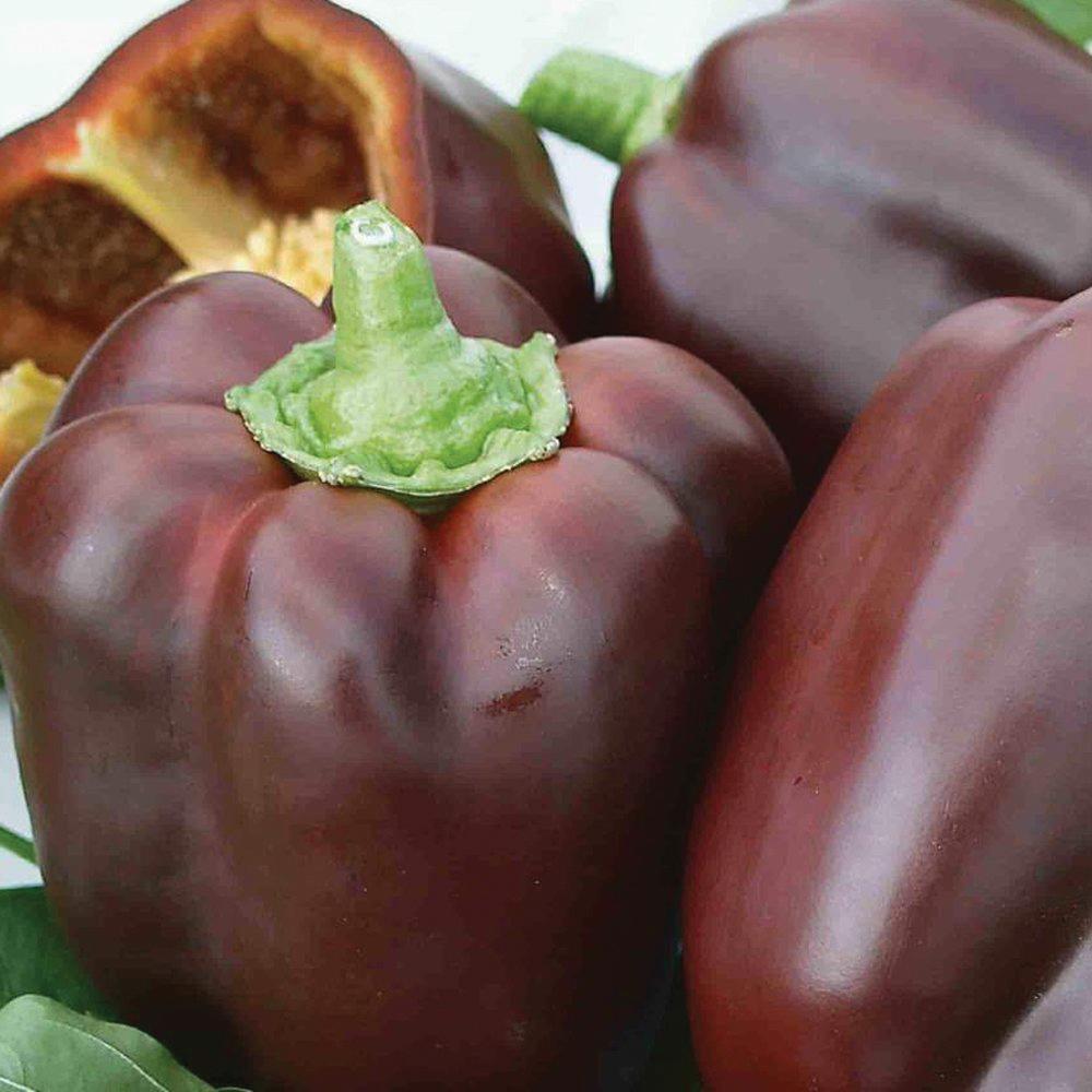 Chocolate Beauty Bell Pepper from MIgardener, showing a ripe, dark brown bell pepper with smooth, shiny skin on a plant.