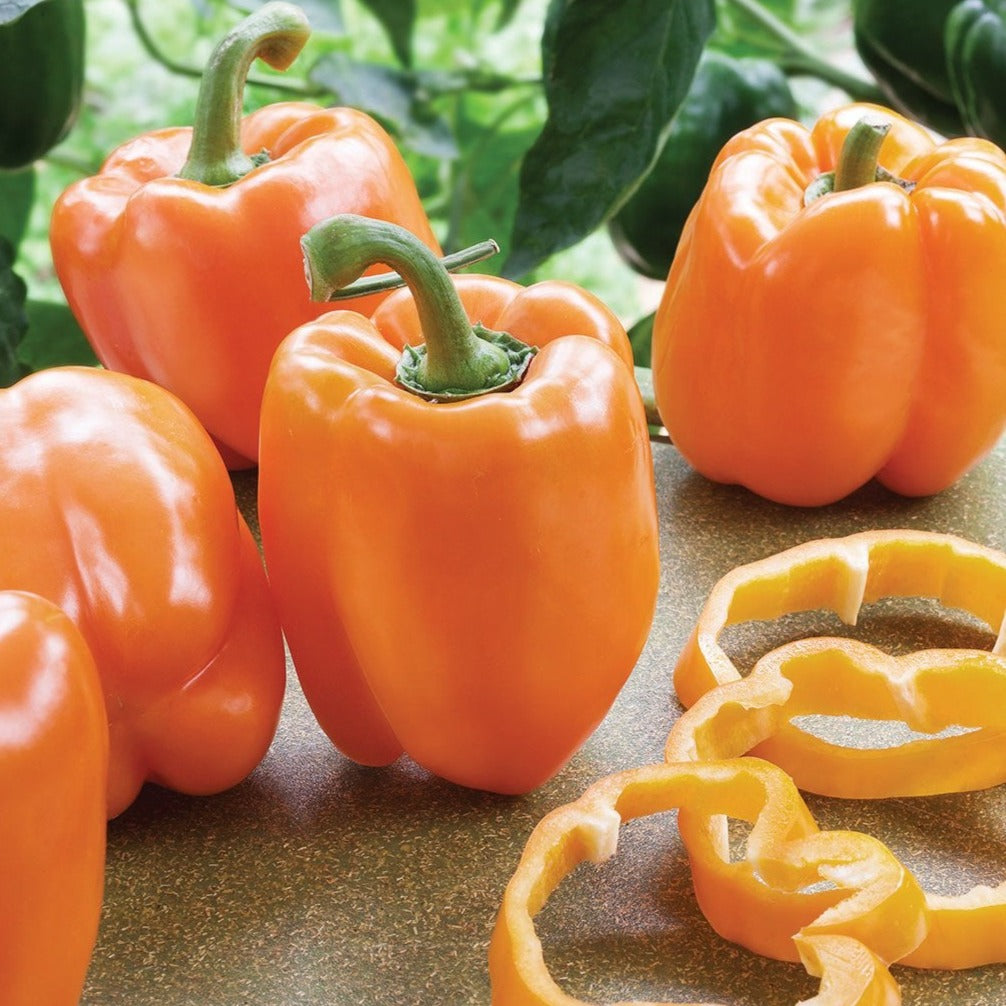 Coral Bell Pepper - Blessings Grow Meadows