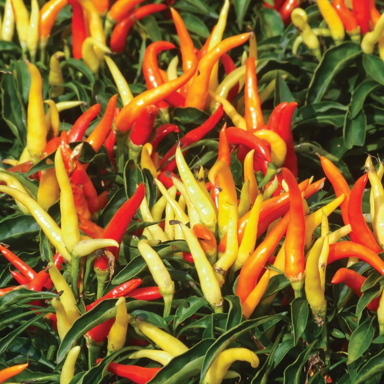 Fire & Ice Pepper by MIgardener, vibrant red and green chili peppers on the plant, showcasing their fiery and cool appearance.