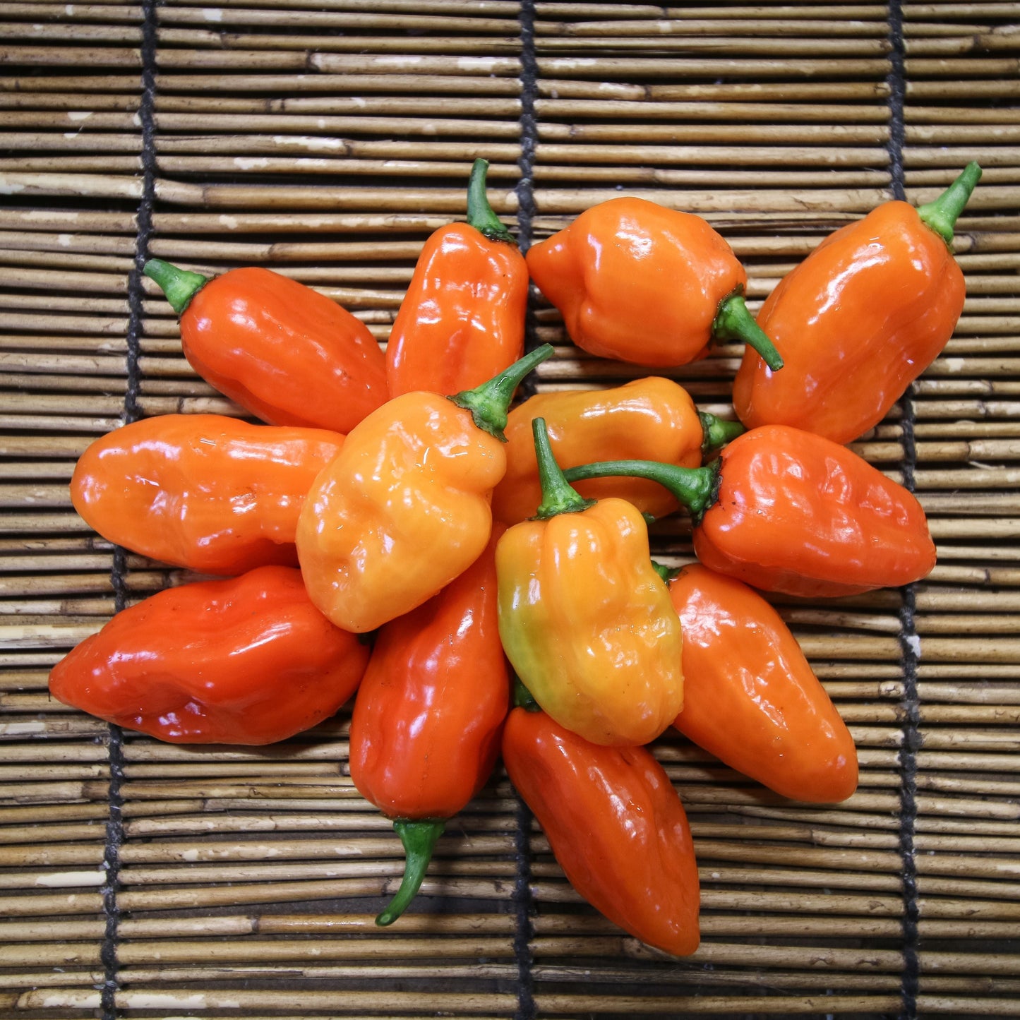 Orange Habanero pepper from MIgardener, showcasing its vibrant color and spicy, bell-shaped appearance.