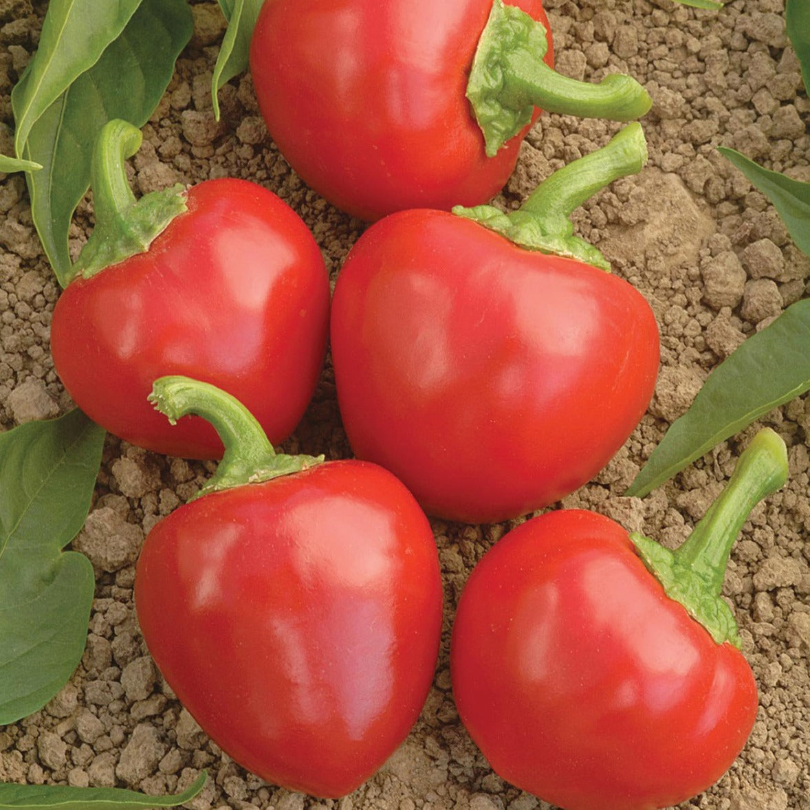 Large Red Hot Cherry Pepper - Blessings Grow Meadows