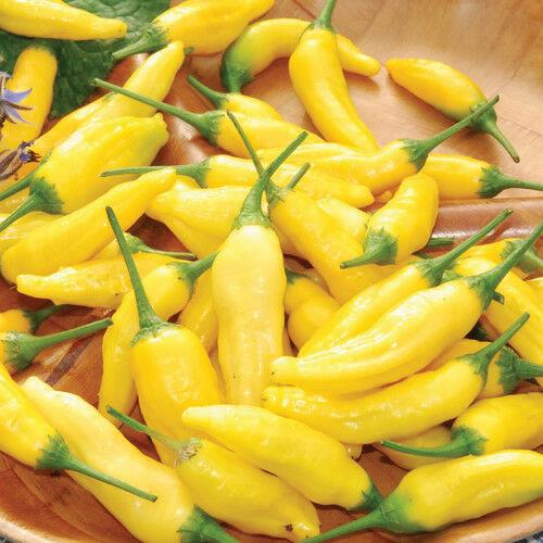 Bright yellow Lemon Drop Aji Pepper from MIgardener, showing its small, round, and vibrant fruit ready for harvest.