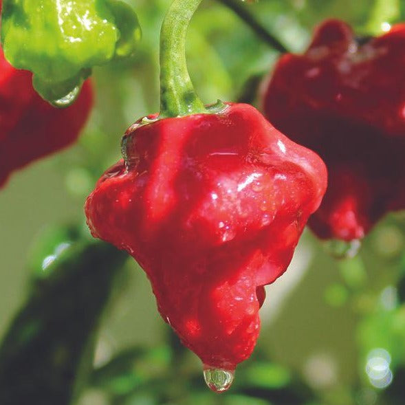 Fresh MIgardener Mushroom Red Pepper, vibrant red pepper with a smooth skin and green stem, ready for harvest.