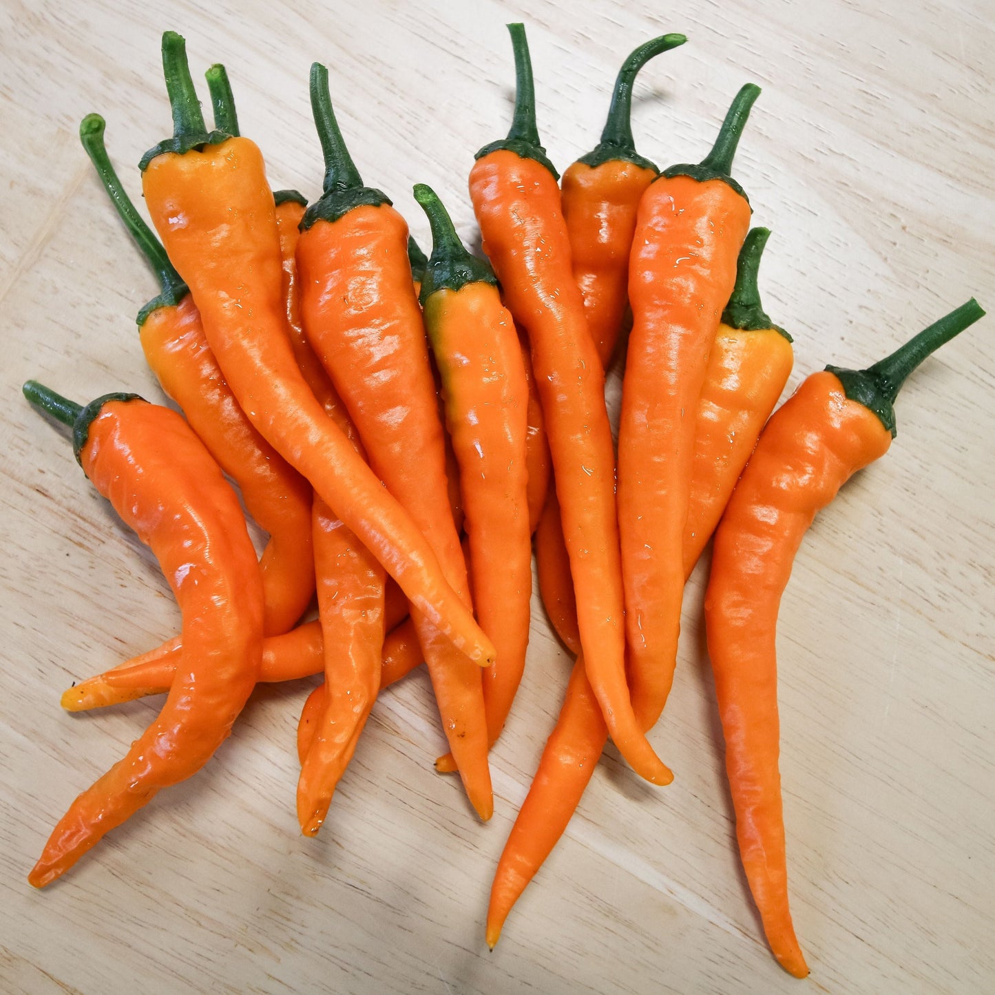 Bright orange cayenne pepper from MIgardener, showcasing its elongated shape and vibrant color, ideal for spicy dishes.