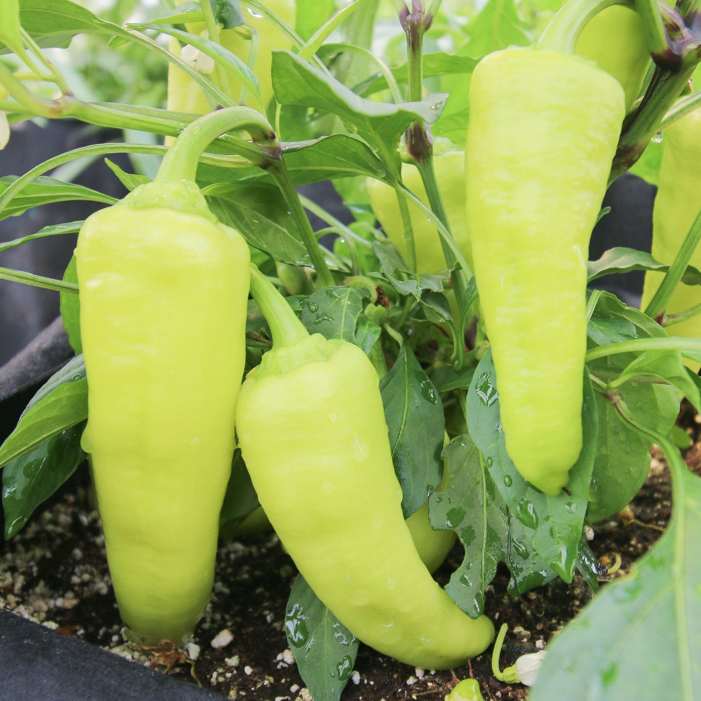 Fresh sweet banana pepper from MIgardener, vibrant yellow-green color, elongated shape, and glossy skin.