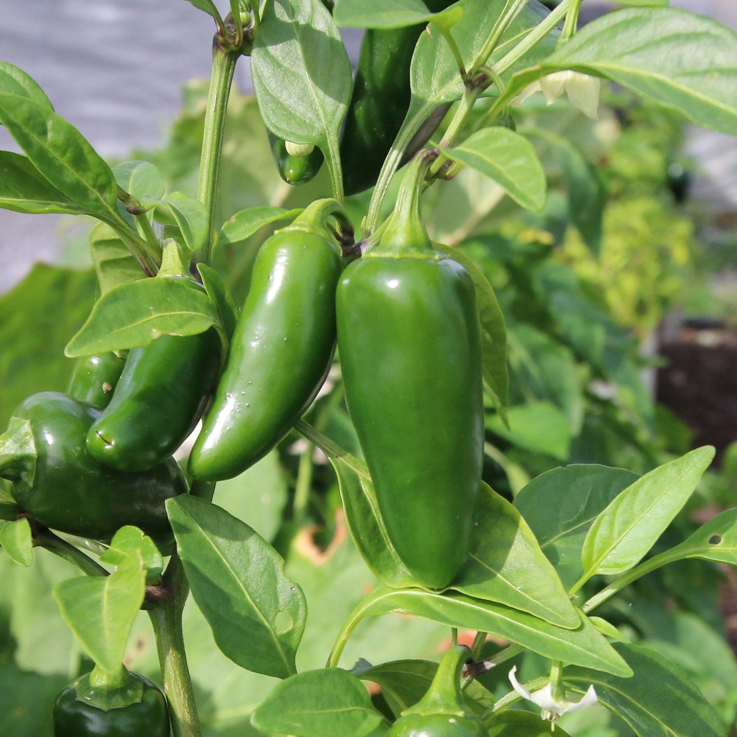 Fresh Tam Mild Jalapeño pepper from MIgardener, showcasing vibrant green, smooth skin and a plump, healthy appearance.