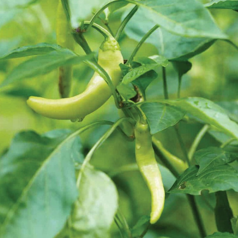 Bright yellow Corno di Toro pepper from MIgardener, showing its curved, elongated shape and smooth skin.