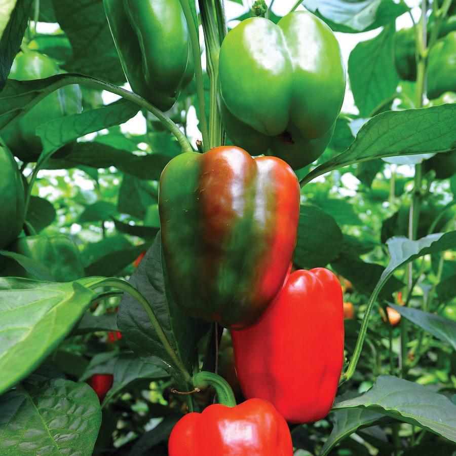 Bright yellow Yolo Wonder Bell Pepper from MIgardener, showcasing its vibrant color and smooth, glossy surface.
