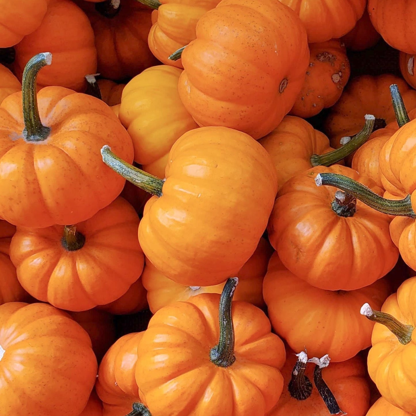 Small orange Jack Be Little pumpkin from MIgardener, showing its round shape and vibrant skin.