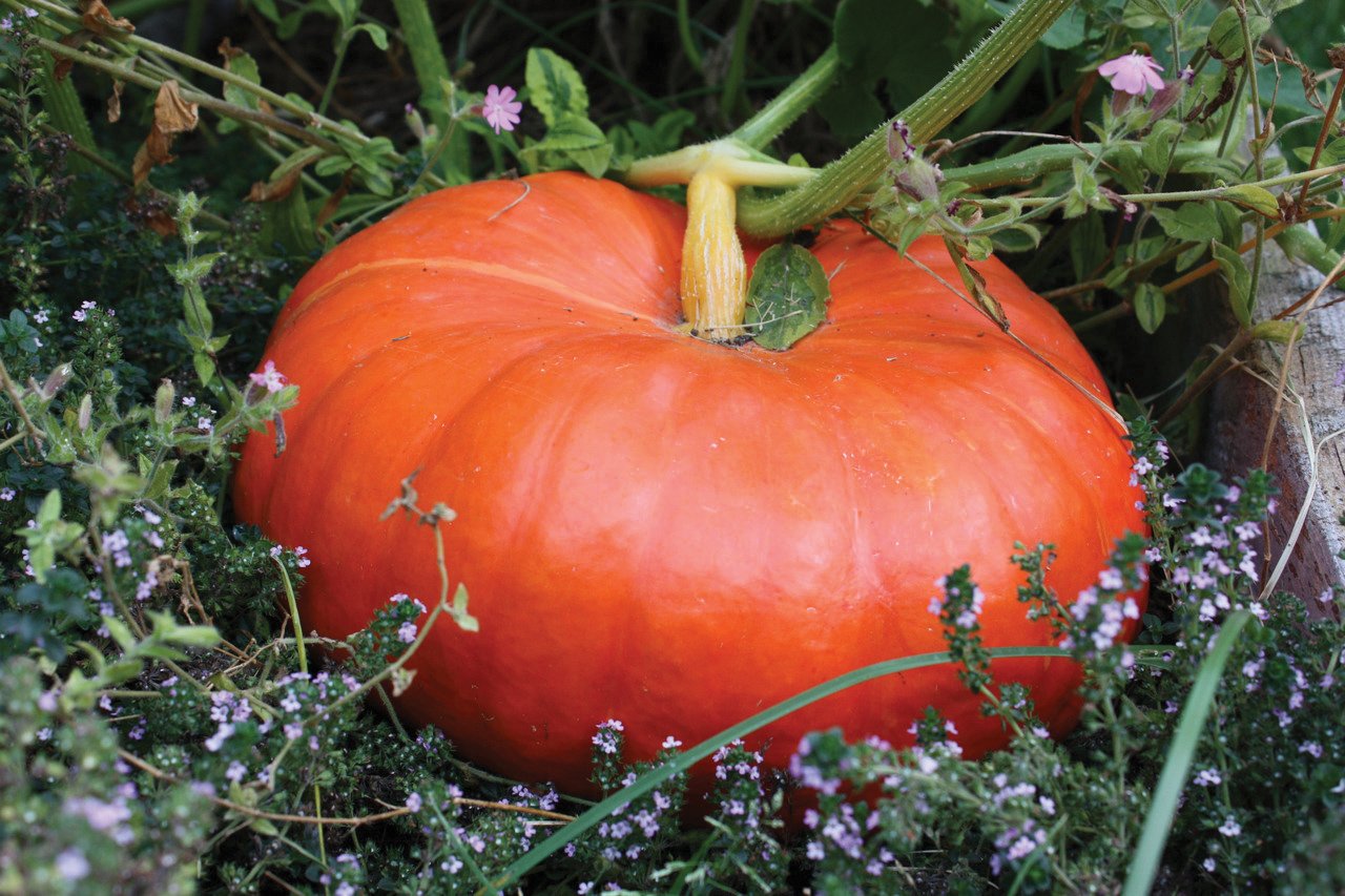 Orange Rouge Vif D'Etampes pumpkin from MIgardener featuring a large, ribbed Cinderella pumpkin with a vibrant, smooth surface.