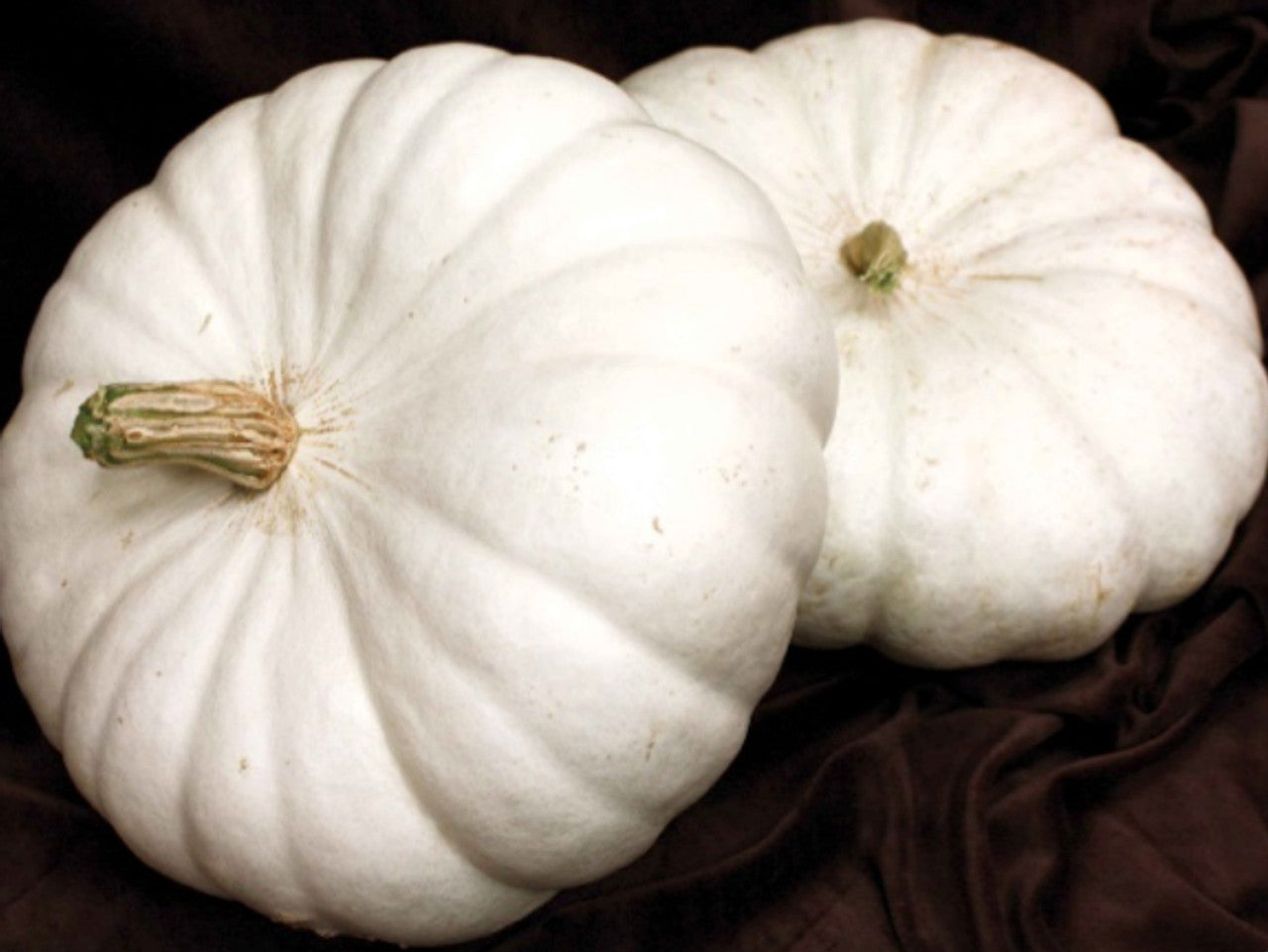 White Flat Boer Pumpkin - Blessings Grow Meadows