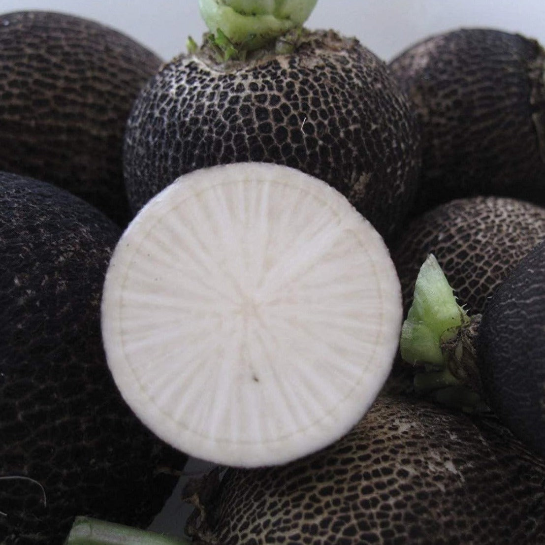 Black Spanish radish from MIgardener, fresh and sliced, showcasing its dark skin and crisp white interior.