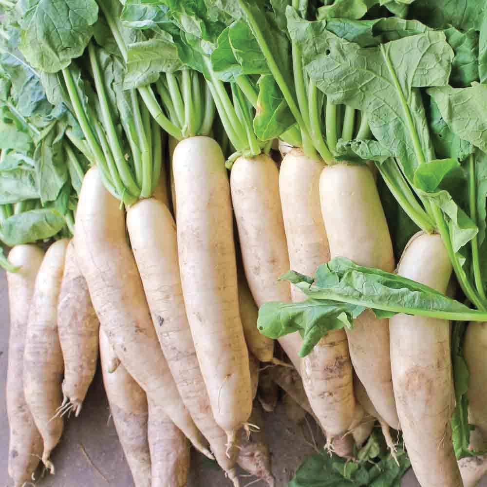 Fresh MIgardener Daikon Radish displaying its white, elongated root on a gardening background.