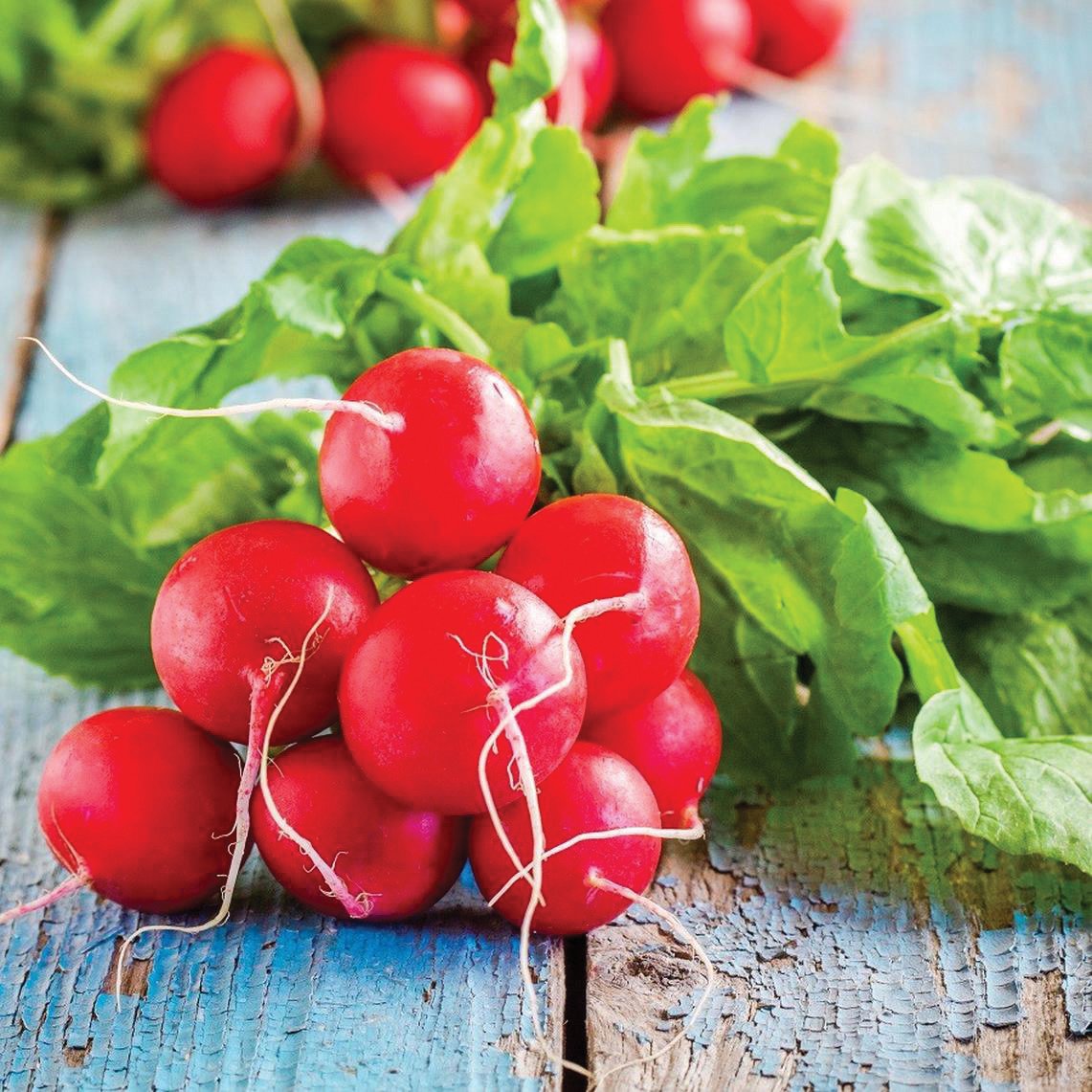 Early Scarlet Globe Radish by MIgardener, round red radish with smooth skin and crisp texture, ideal for fresh salads and garnishes.