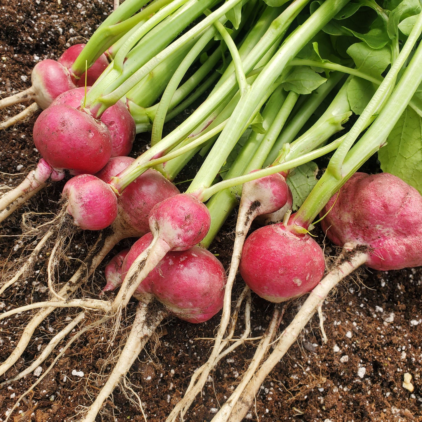 Lady Slipper Radish - Blessings Grow Meadows