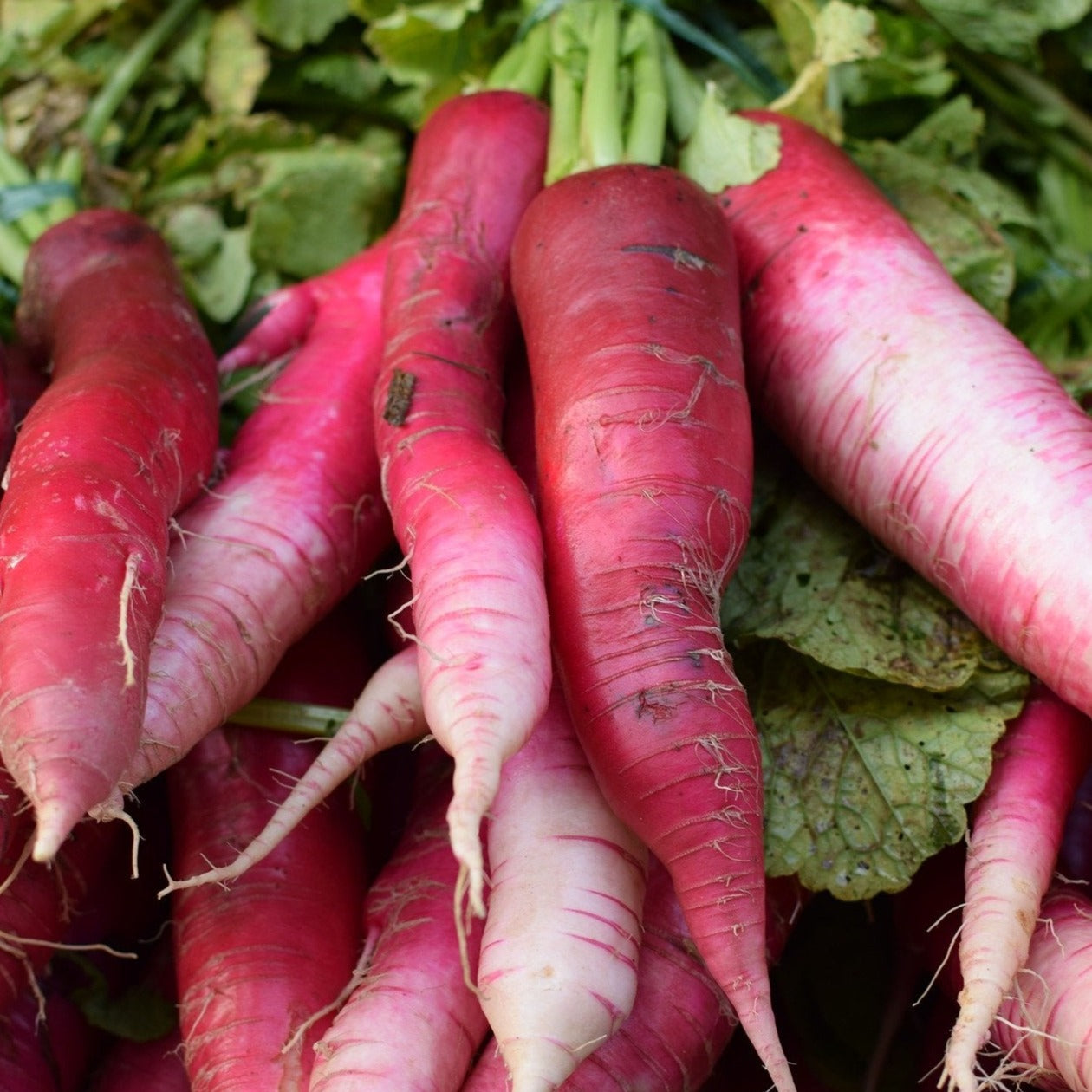 Red Bartender radish from MIgardener, fresh and vibrant with green leafy tops, ready for harvest.