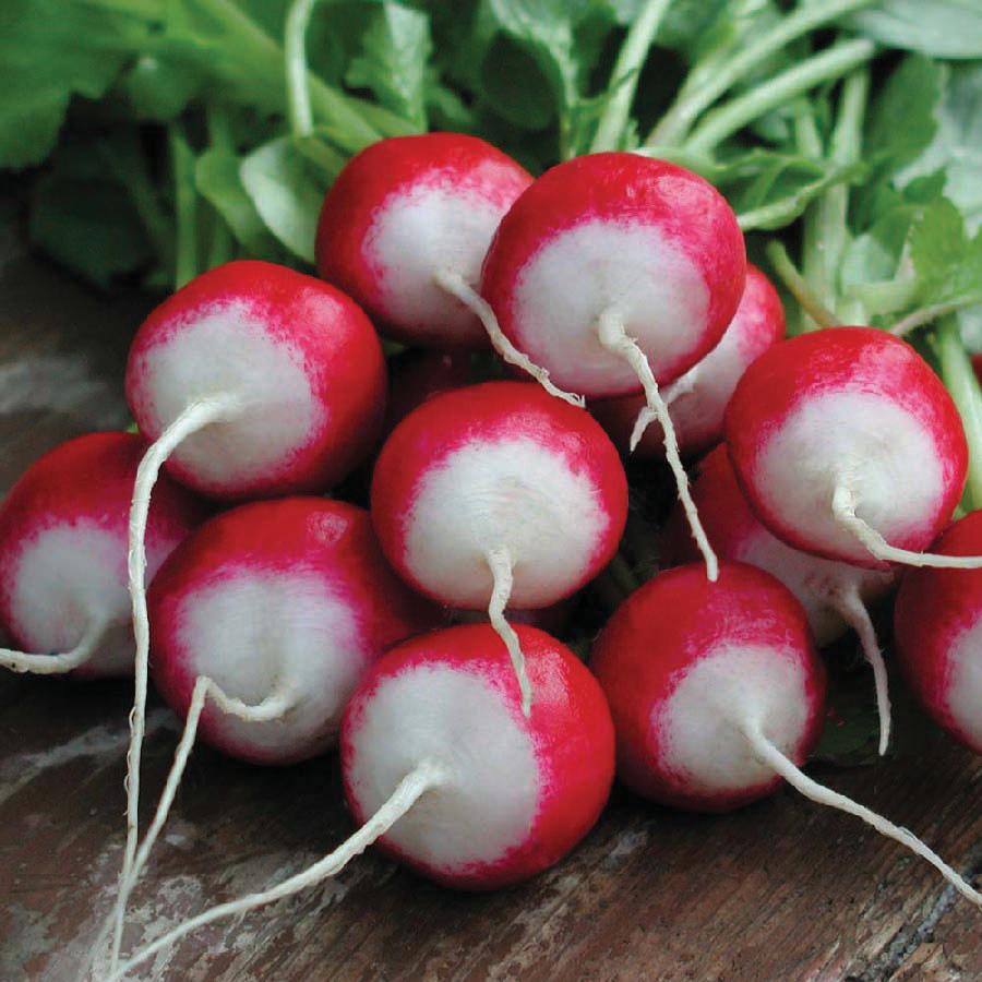 White tip Sparkler radish from MIgardener showing fresh, crisp radish with white-tipped root and green leafy tops.