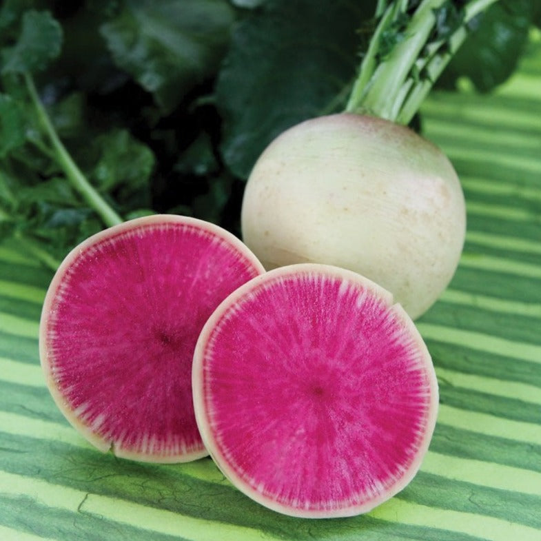 Fresh Watermelon Radish from MIgardener, showcasing vibrant pink and green exterior with crisp, white interior.