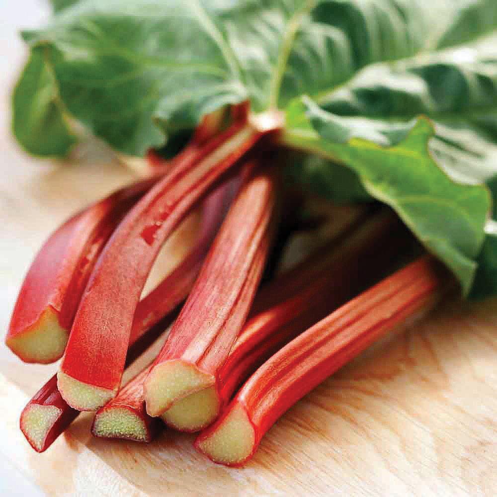 Victoria Rhubarb plant from MIgardener with large green stalks and vibrant red leaves, ready for planting and cultivation.