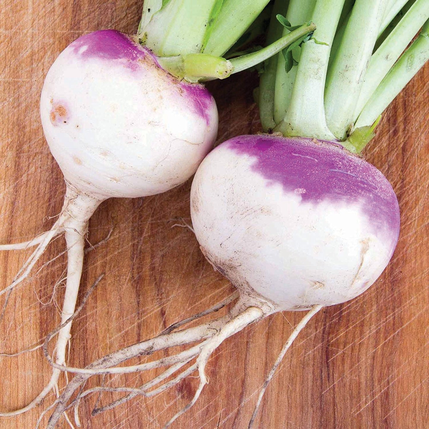 American Purple Top Rutabaga root from MIgardener, showing its vibrant purple and tan skin, fresh and healthy in natural light.
