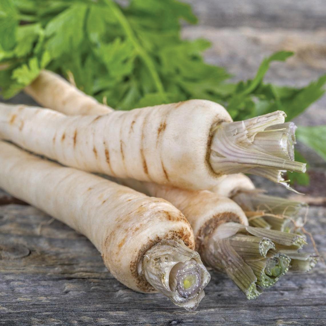 Harris Model parsnip root from MIgardener, showcasing a long, tapered root with smooth light-colored skin on a white background.