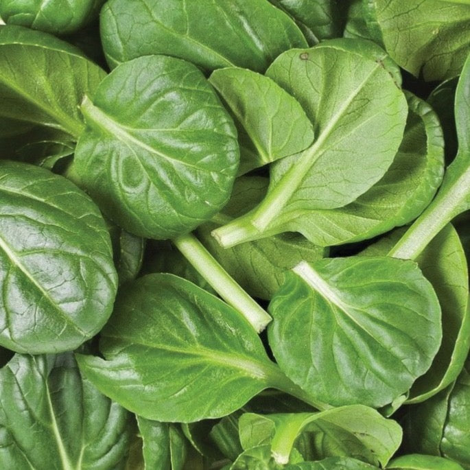 American Spinach - Blessings Grow Meadows