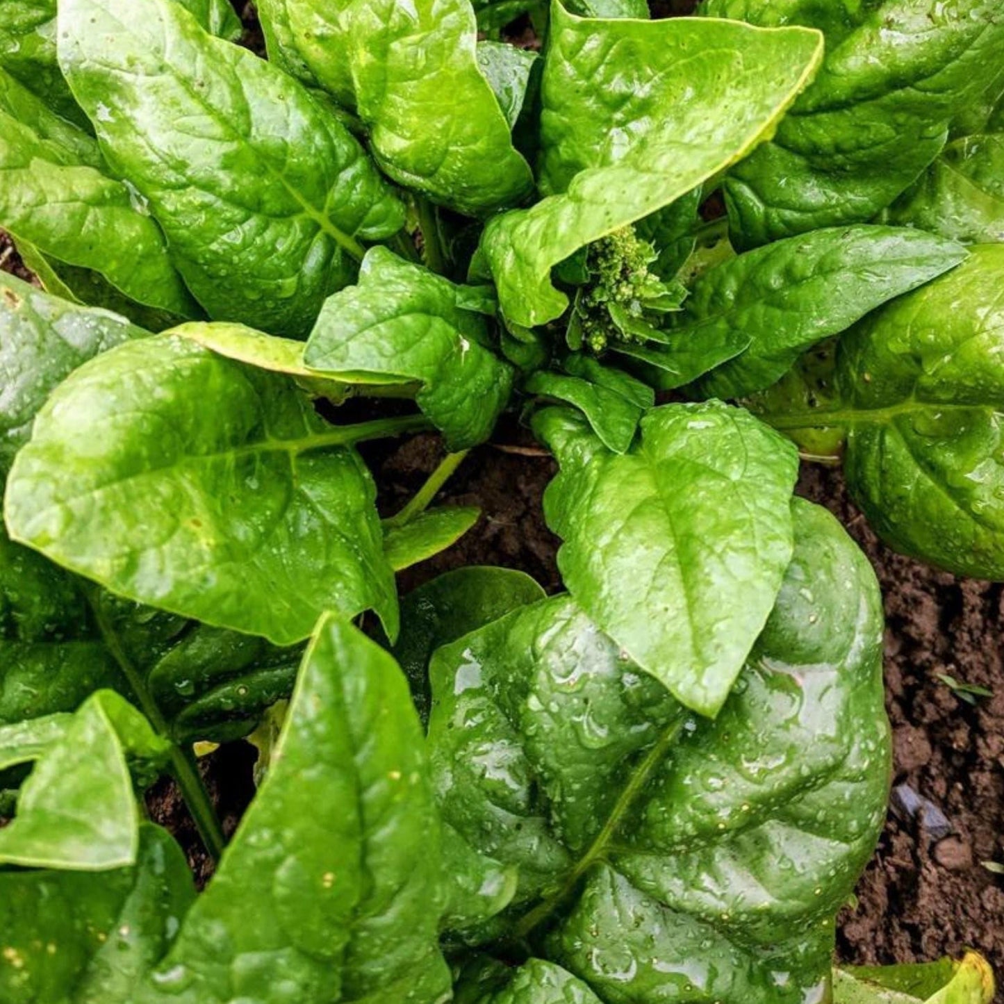 Fresh MIgardener Butterflay Spinach leaves, vibrant green, with detailed close-up of healthy spinach foliage.